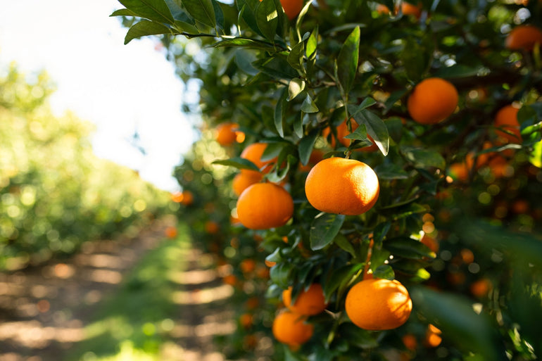 Maximizing Profit Margins: Bulk Orange Purchasing Strategies for Distributors