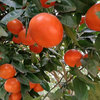 Murcott Oranges