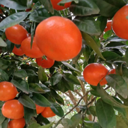 Murcott Oranges
